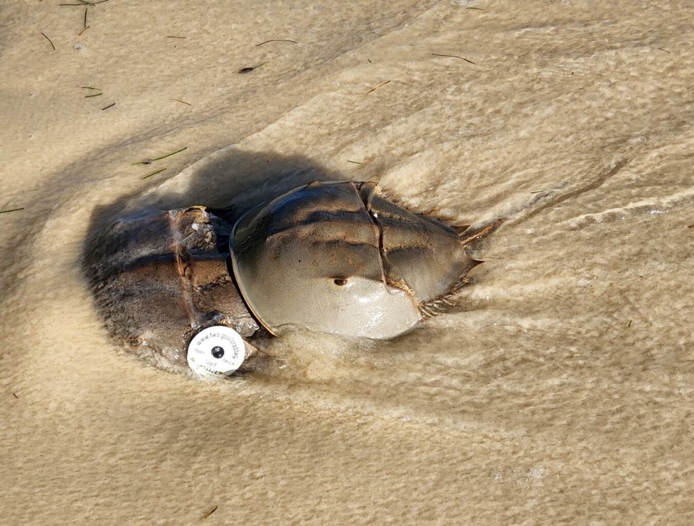 FL Horseshoe Crab Watch Program