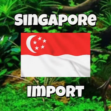Singapore Import