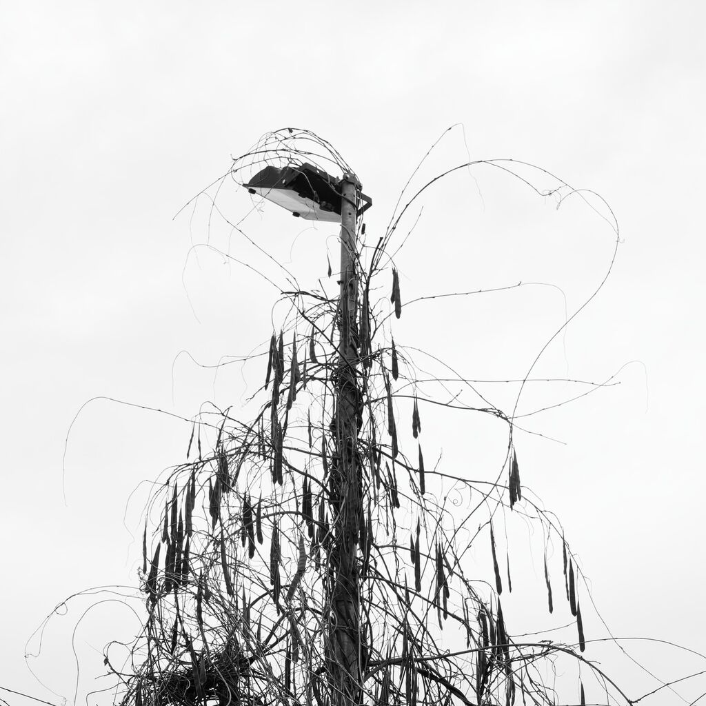 L'arbre lampadaire