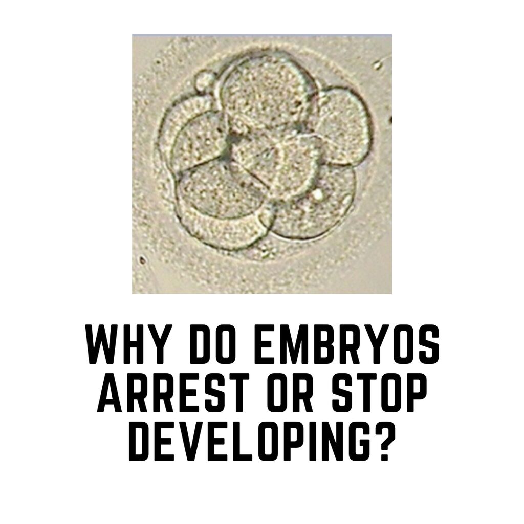 Embryo Arrest