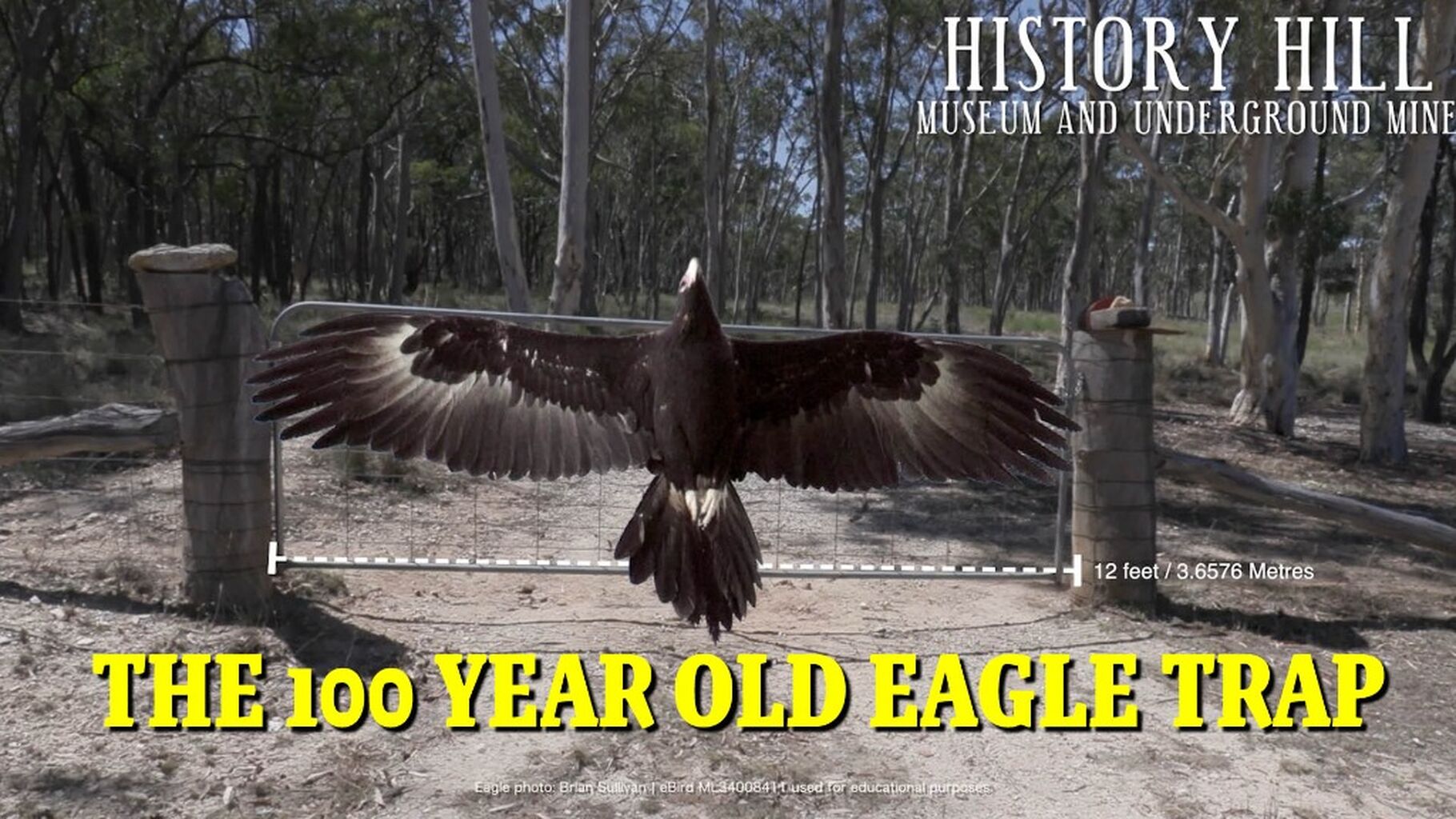 The Eagle Trap