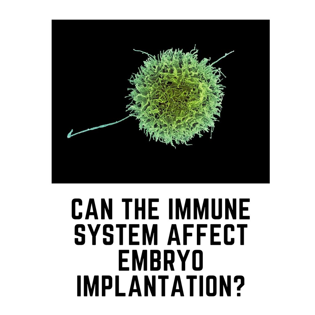 Can the immune system affect embryo implantation?