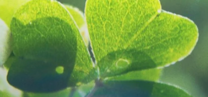 "5 Fun and Faith-Filled St. Patrick&rsquo;s Day Activities for Families": Catholic Exchange