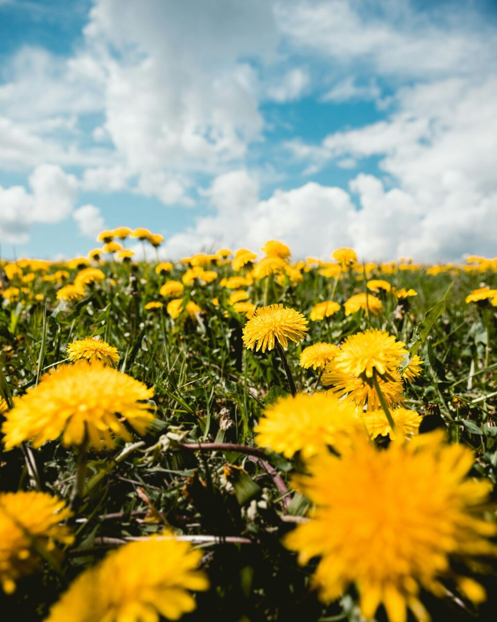 Spring Wild Appalachian Foraging Walk & Herbal Bitters Workshop &mdash; The WANDER School