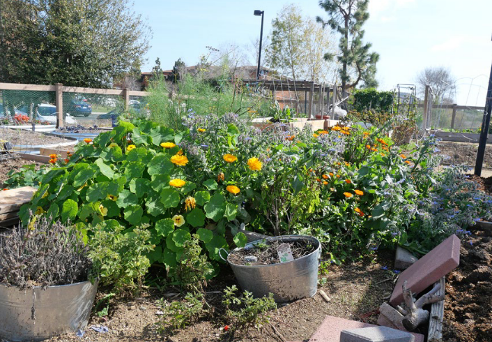 &ldquo;Pocket parks&rdquo; promise climate resiliency on a small scale. Are they working?