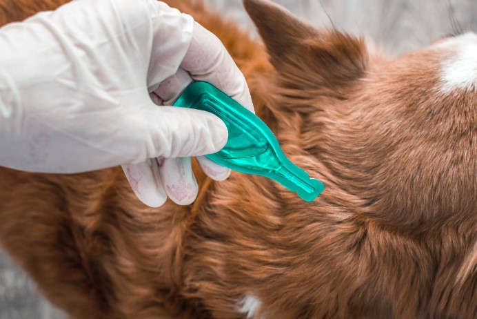 How to protect your pet from ticks