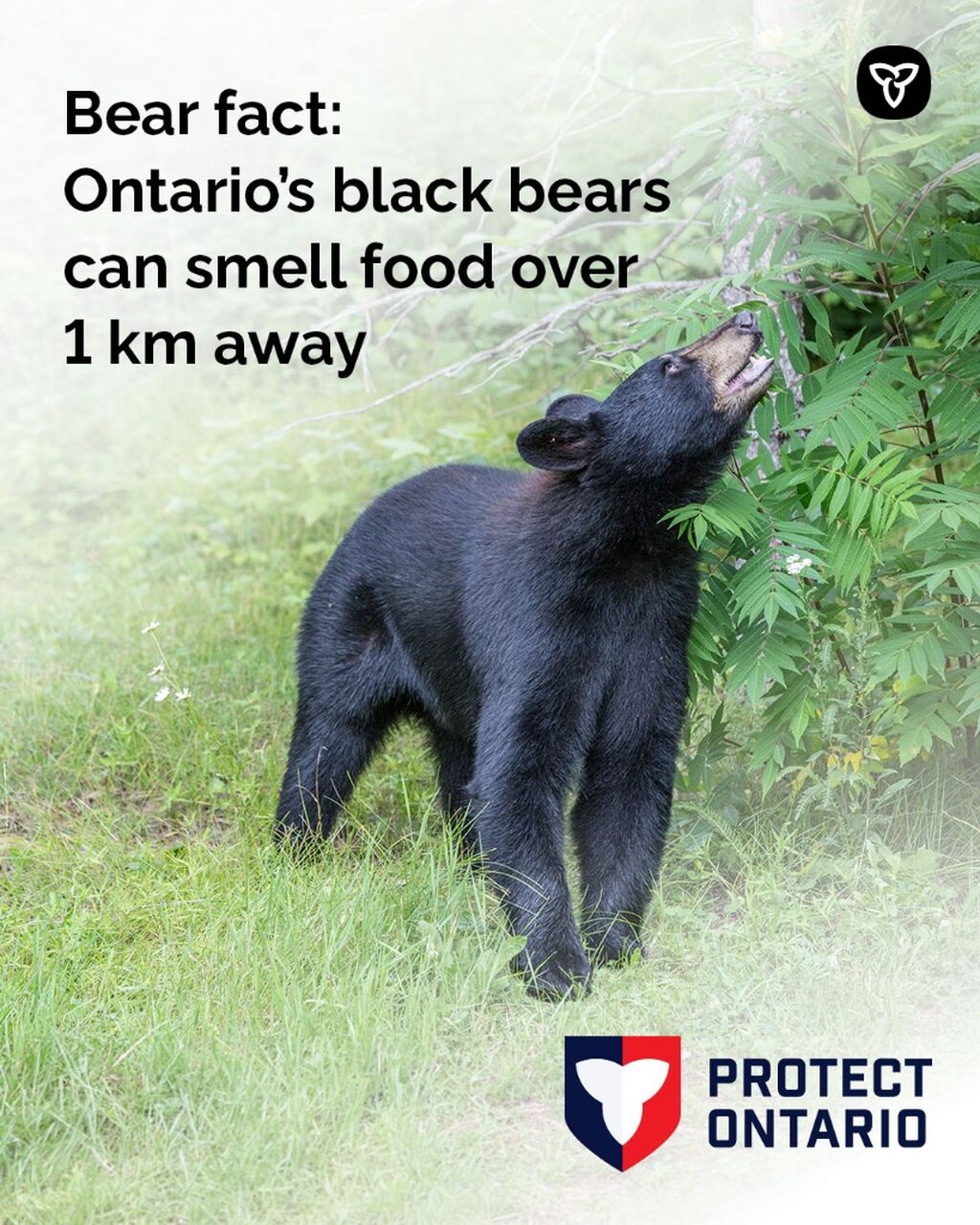 Bear Fact