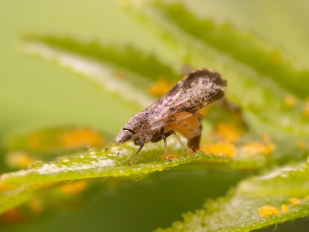 How do you feel about bioengineered pest control to protect citrus trees?
