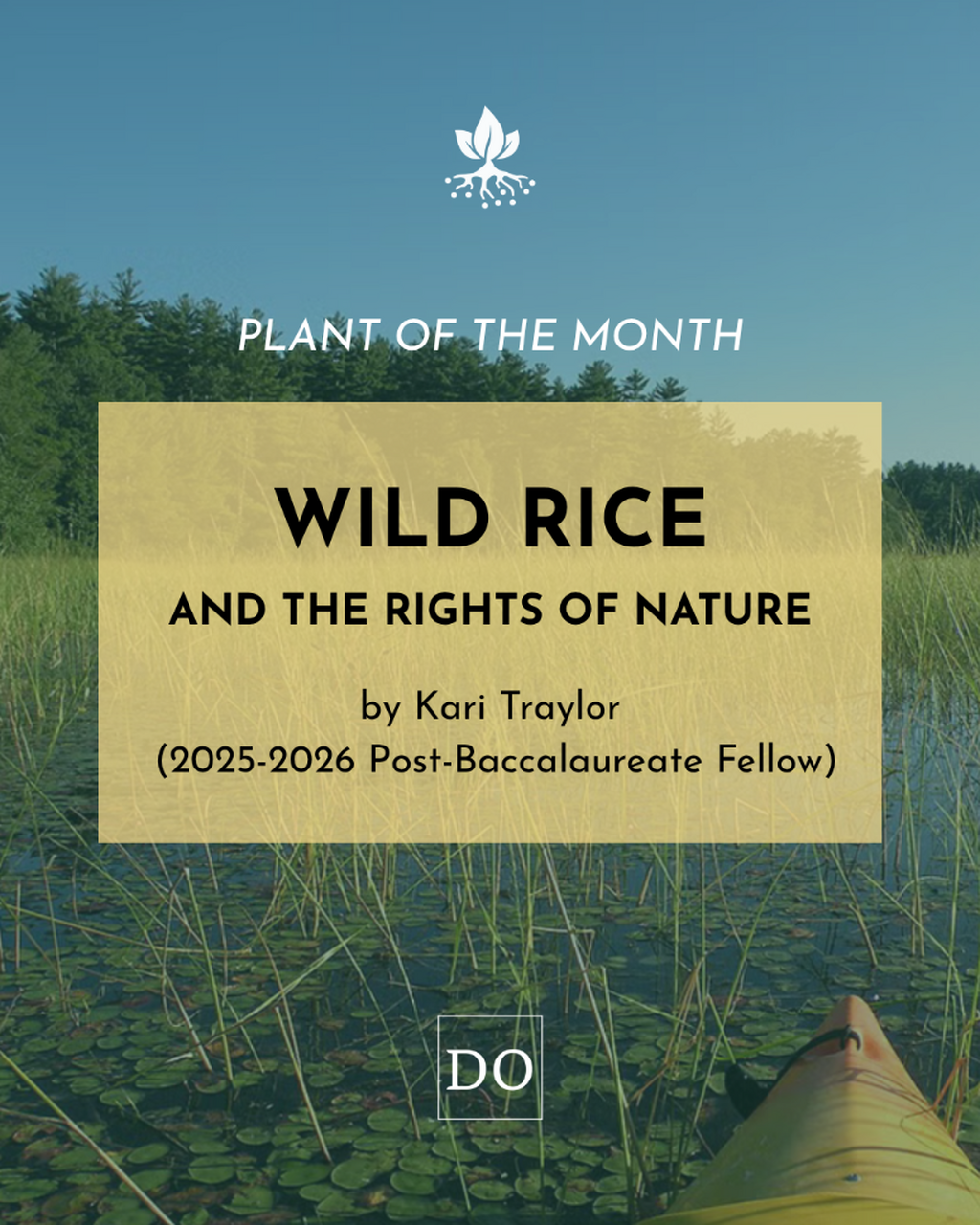 Wild Rice and the Rights of Nature - JSTOR Daily