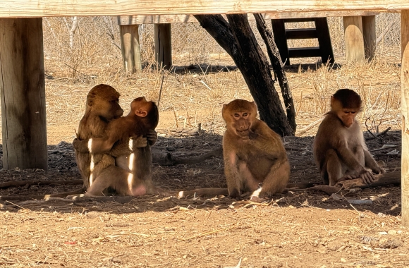 BLOG: Rescued Baby Baboons Are Making Friends! | Born Free USA
