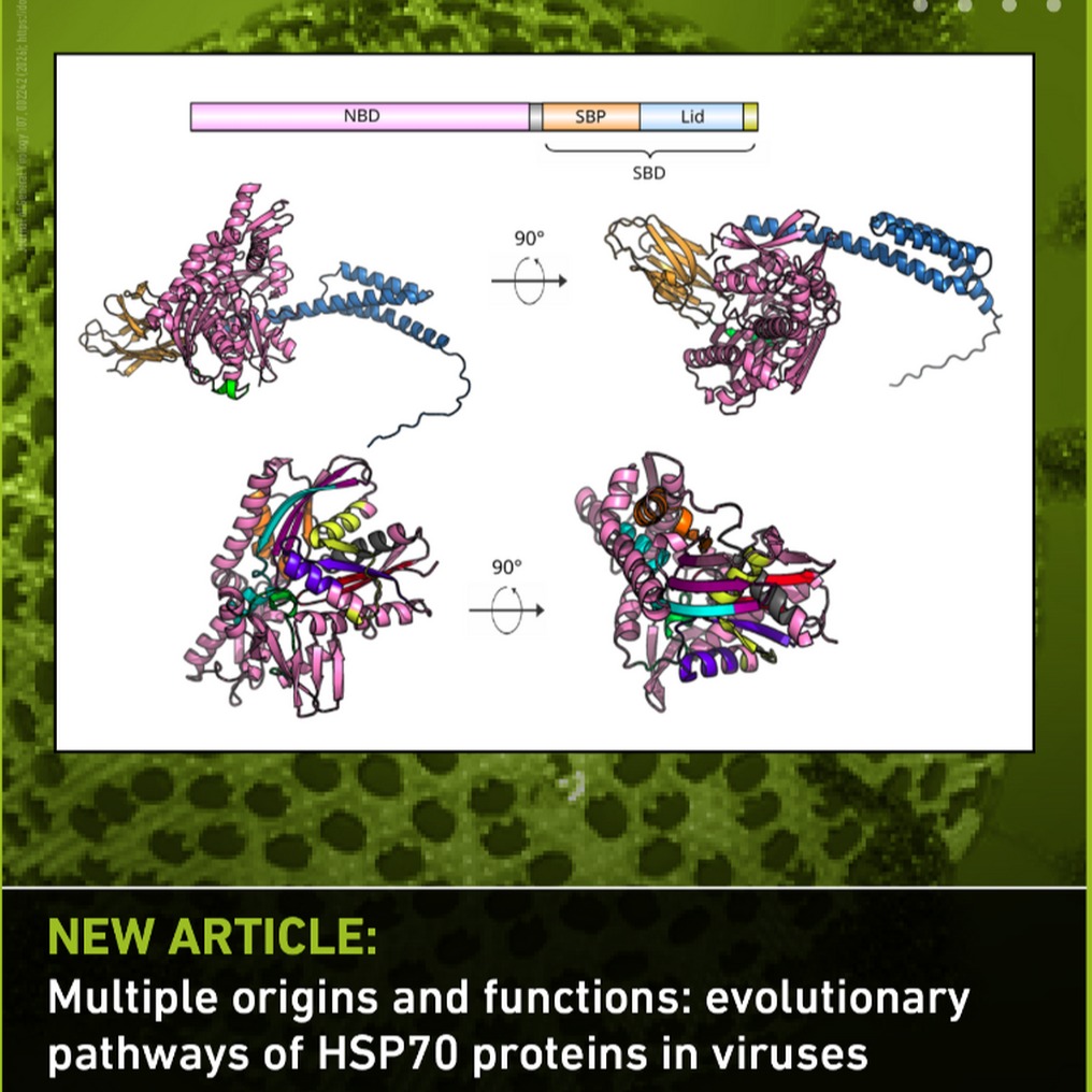 Multiple origins and functions of HSP70s
