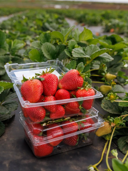Strawberry Benefits | Health & Wellness | California Strawberries