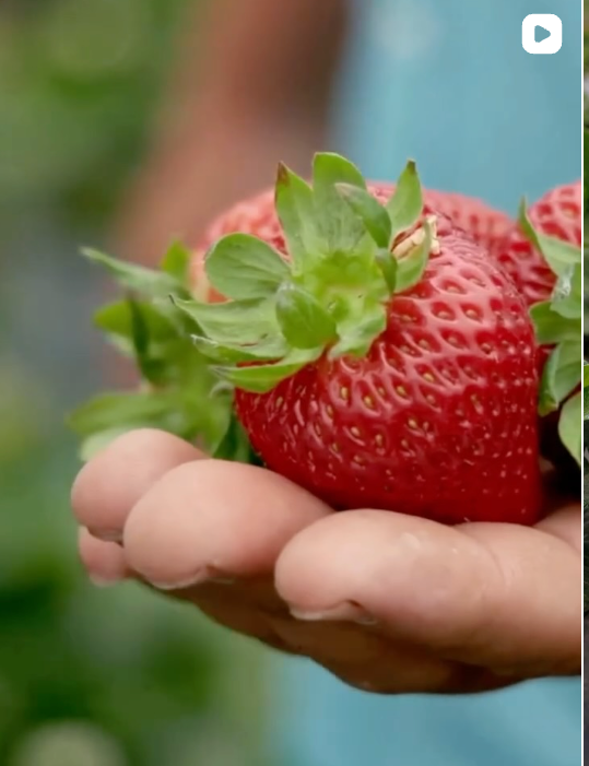 Strawberry Farm Stories​ | Growing Strawberries | California Strawberries