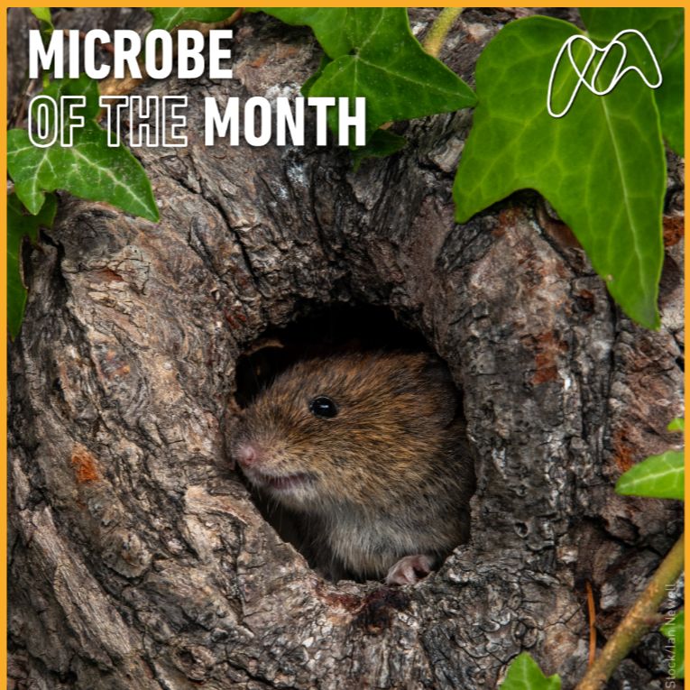 Microbe of the Month - April 2026
