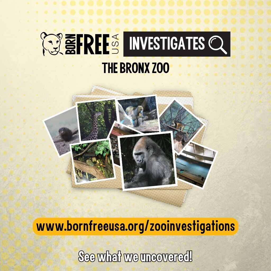 DIVE DEEPER: Bronx Zoo Undercover Investigation (2026) | Born Free USA