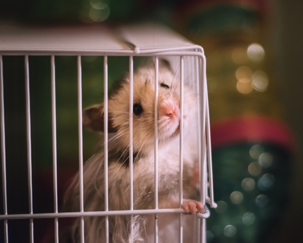 TAKE ACTION: End the Keeping of Classroom Pets!