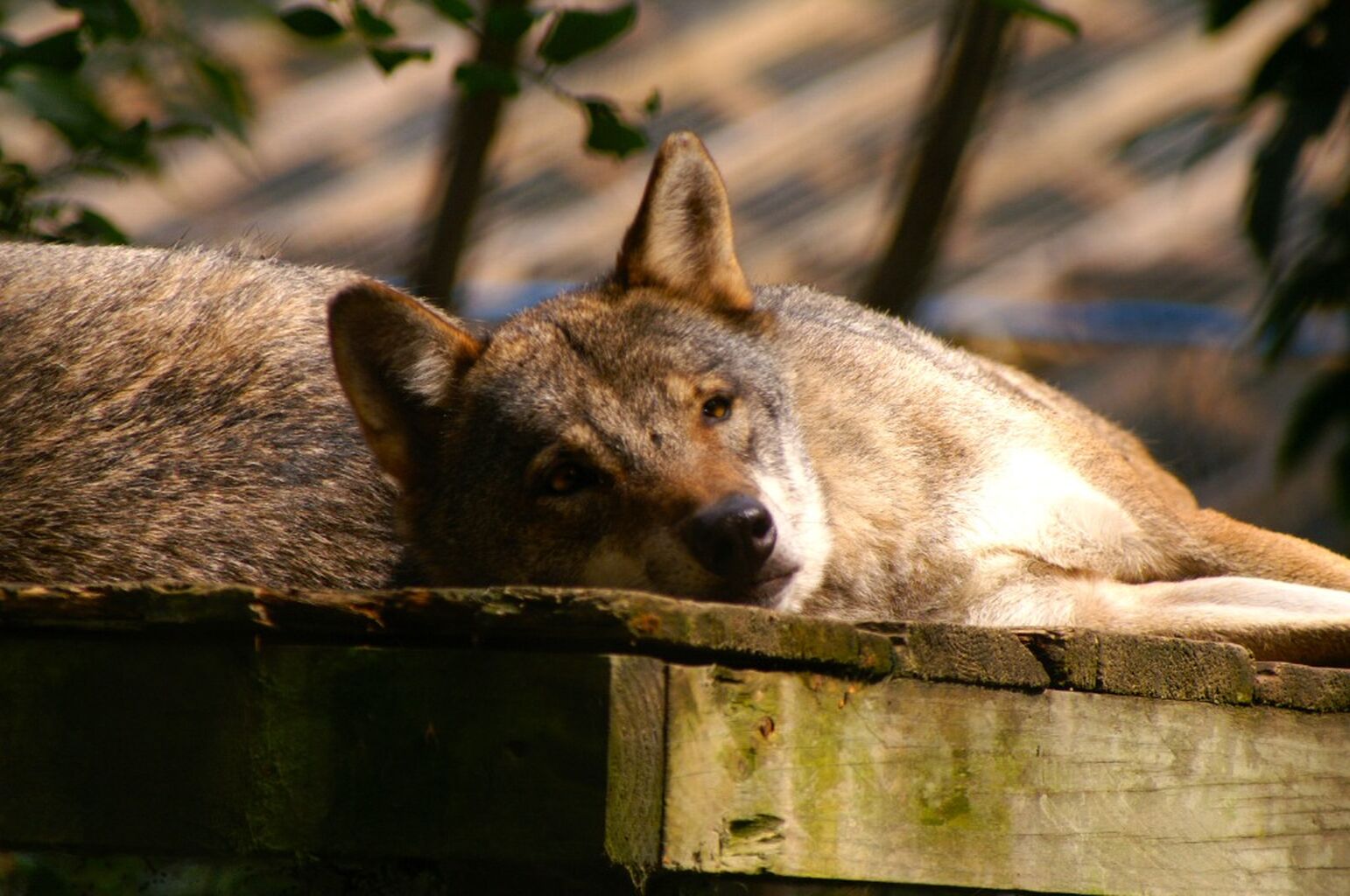 What are the problems with UK Zoos?