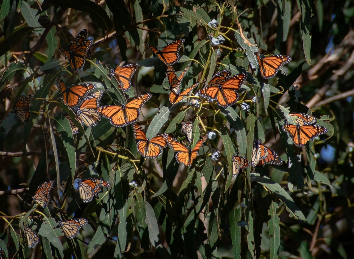 UC Master Gardeners help create monarch butterfly habitat, education area in SLO County