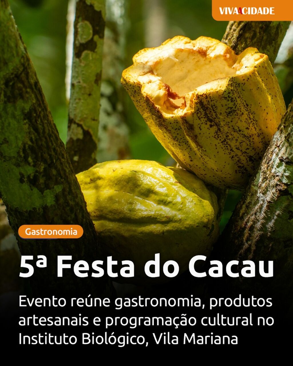 5&ordf; Festa do Cacau