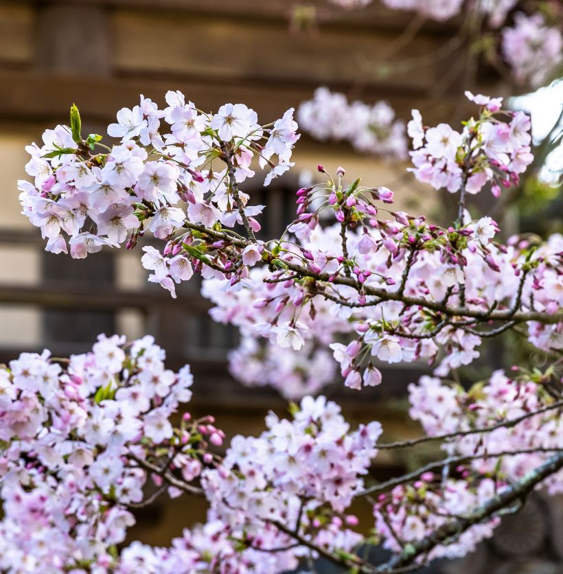 Cherry Blossoms at the Japanese Tea Garden