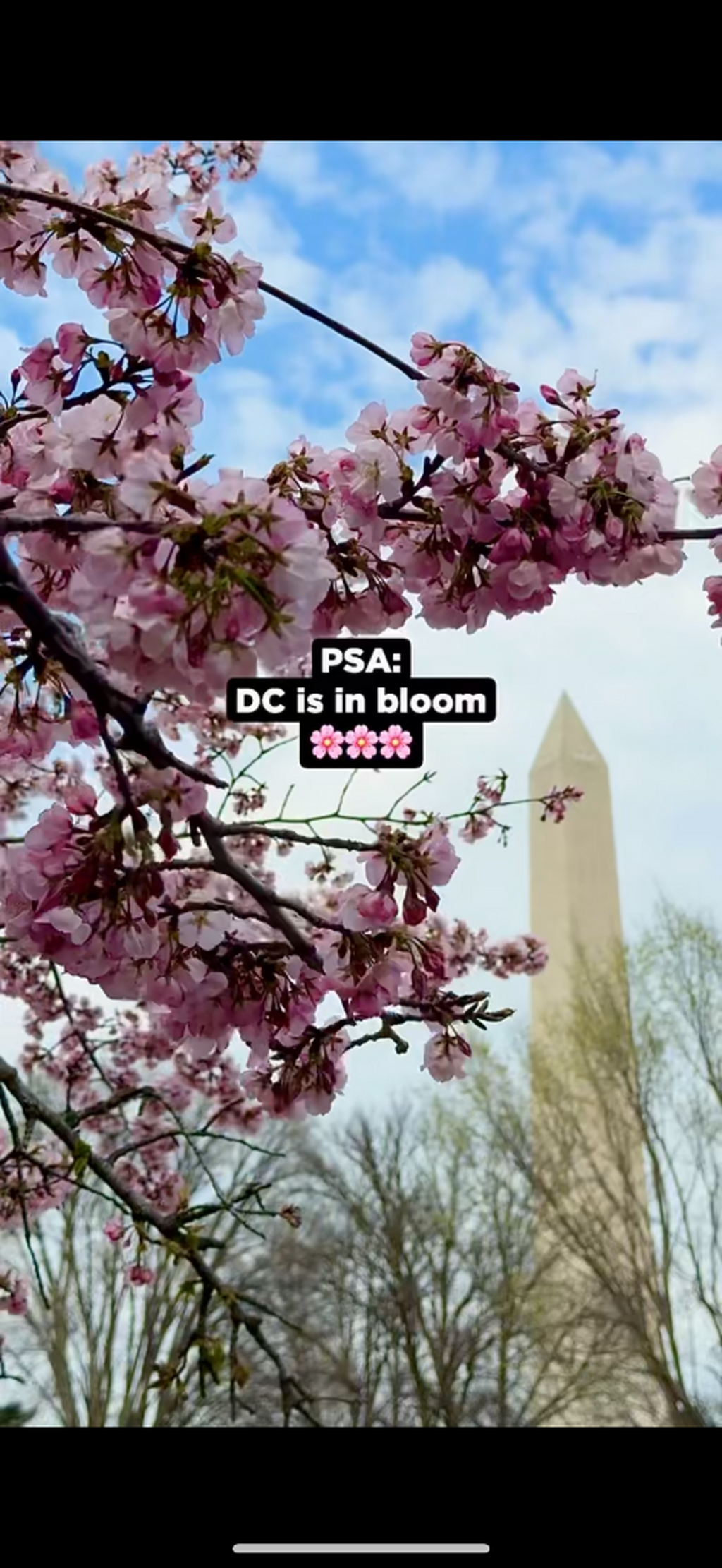 National Cherry Blossom Festival 🌸
