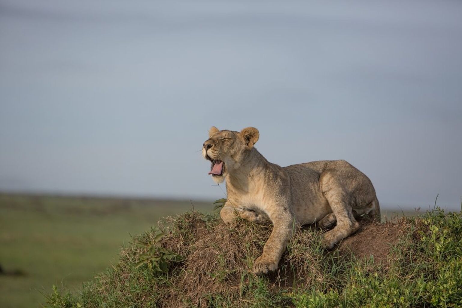 Is South Africa backtracking on lion breeding & canned hunting?