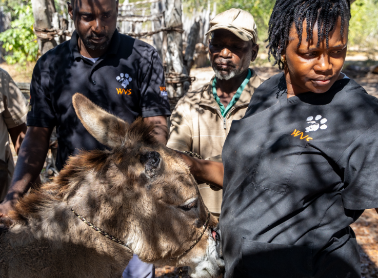 Hope and new beginnings for equines and other large animals 