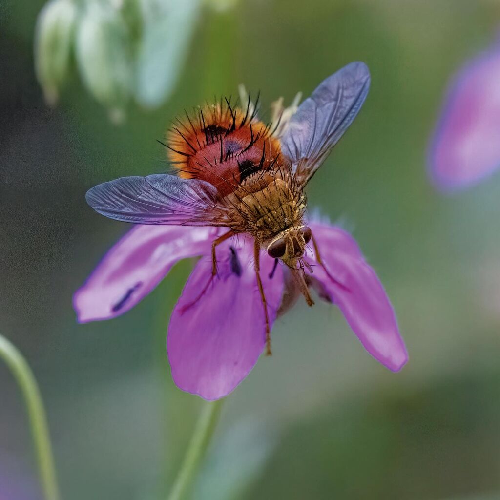 Tachinid Fly