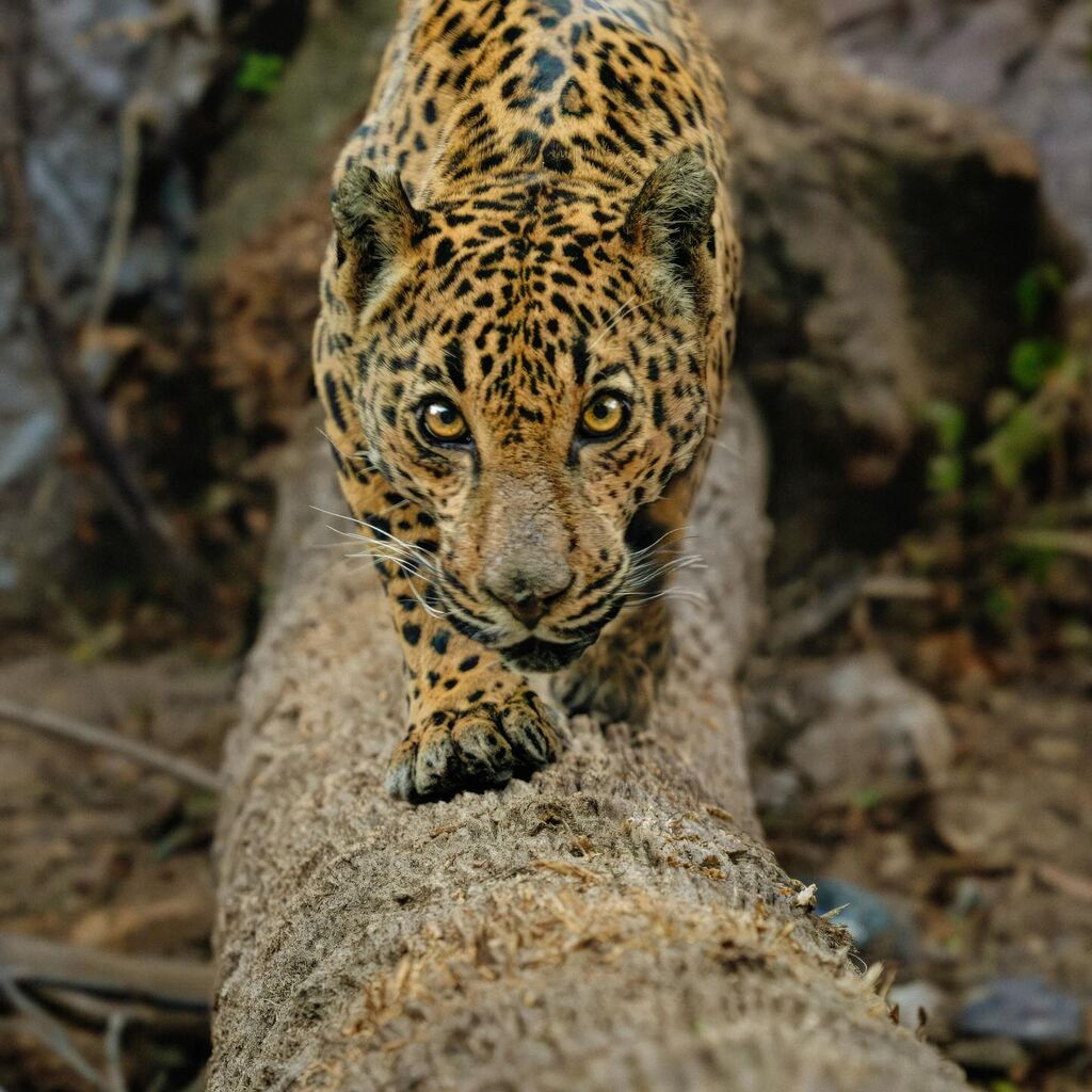 In The Land Of The Jaguar