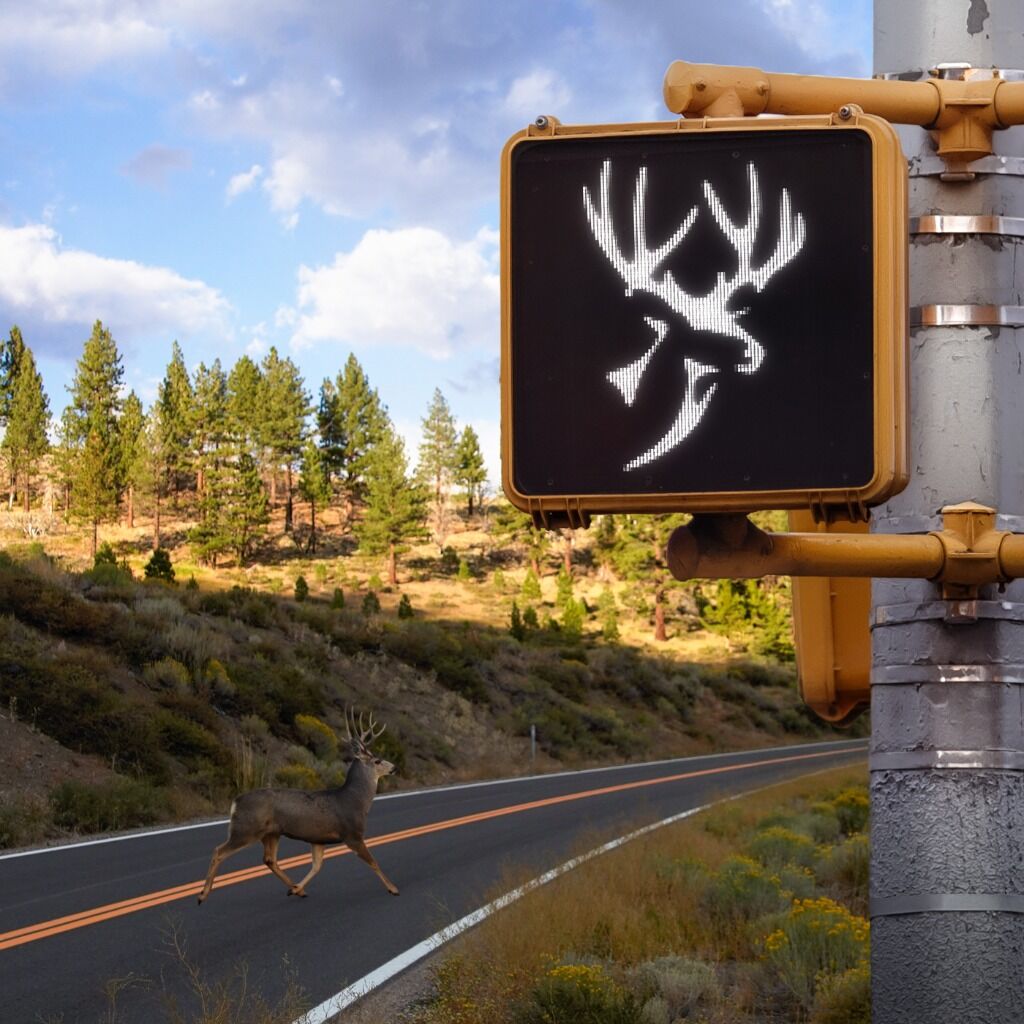 Mule Deer & Blacktail Deer Foundation Launch &ldquo;Critter Crosswalks&rdquo; to Improve Deer Road Safety