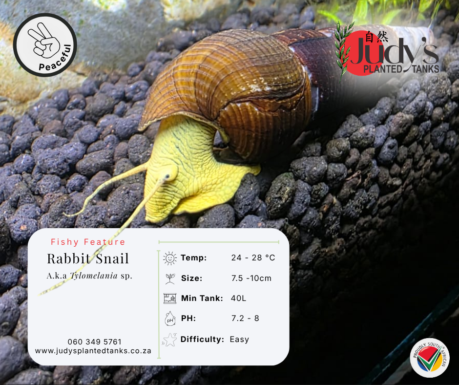 Yellow Poso Rabbit Snail