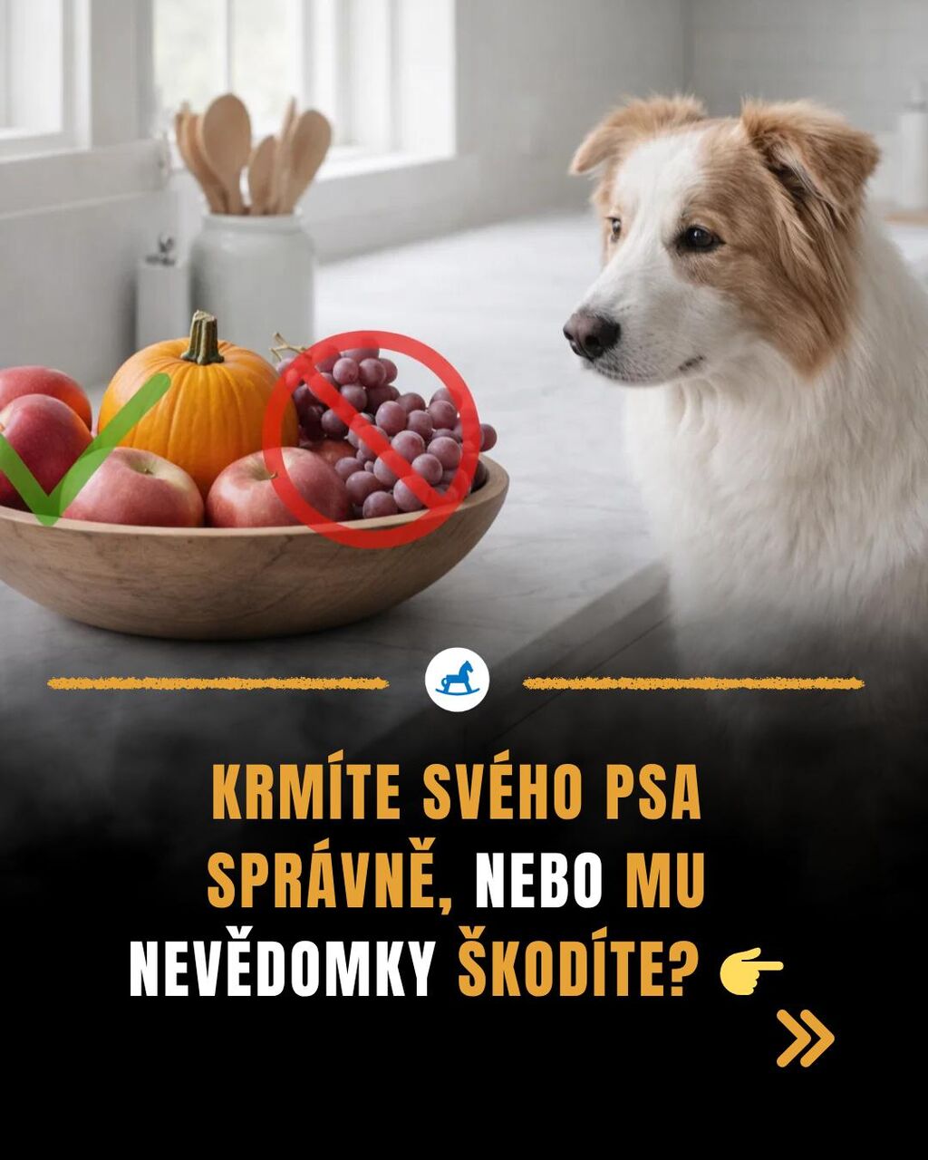 Krm&iacute;&scaron; sv&eacute;ho psa spr&aacute;vně, nebo mu nevědomky &scaron;kod&iacute;&scaron;? Pod&iacute;vej se, co z tv&eacute; kuchyně je pro něj čist&yacute; jed