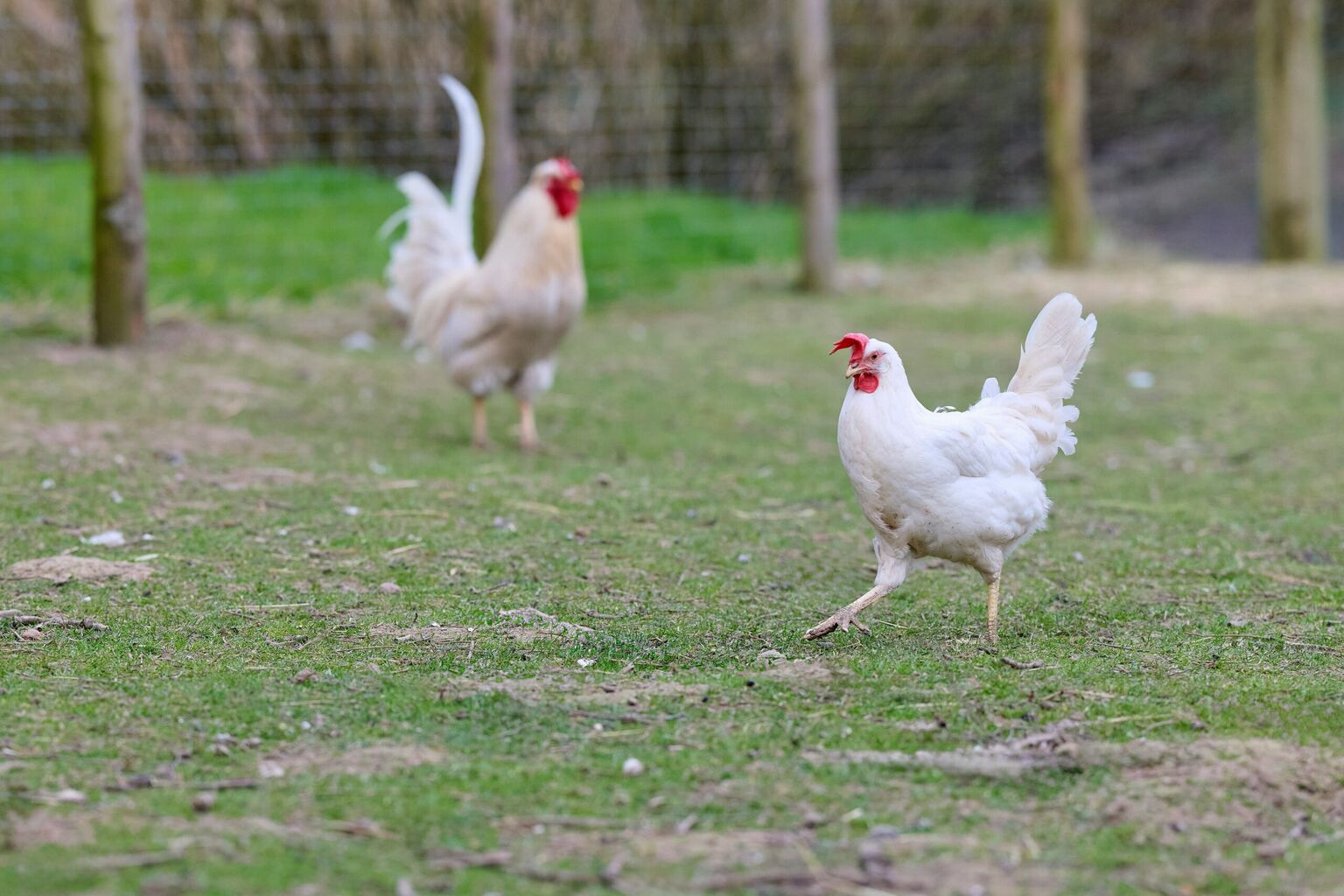 USDA&rsquo;s Proposed Delay of Poultry Rule is an Unfair Loss for Farmers &ndash; Farm Aid