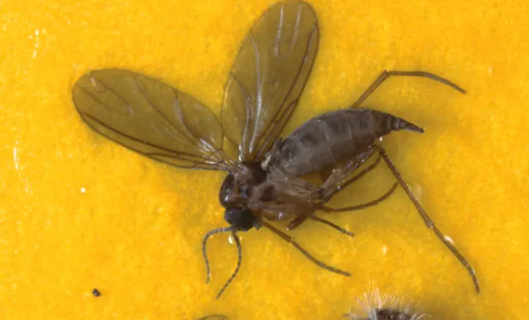 Spring Cleaning: Where Indoor Pests Could Be Hiding