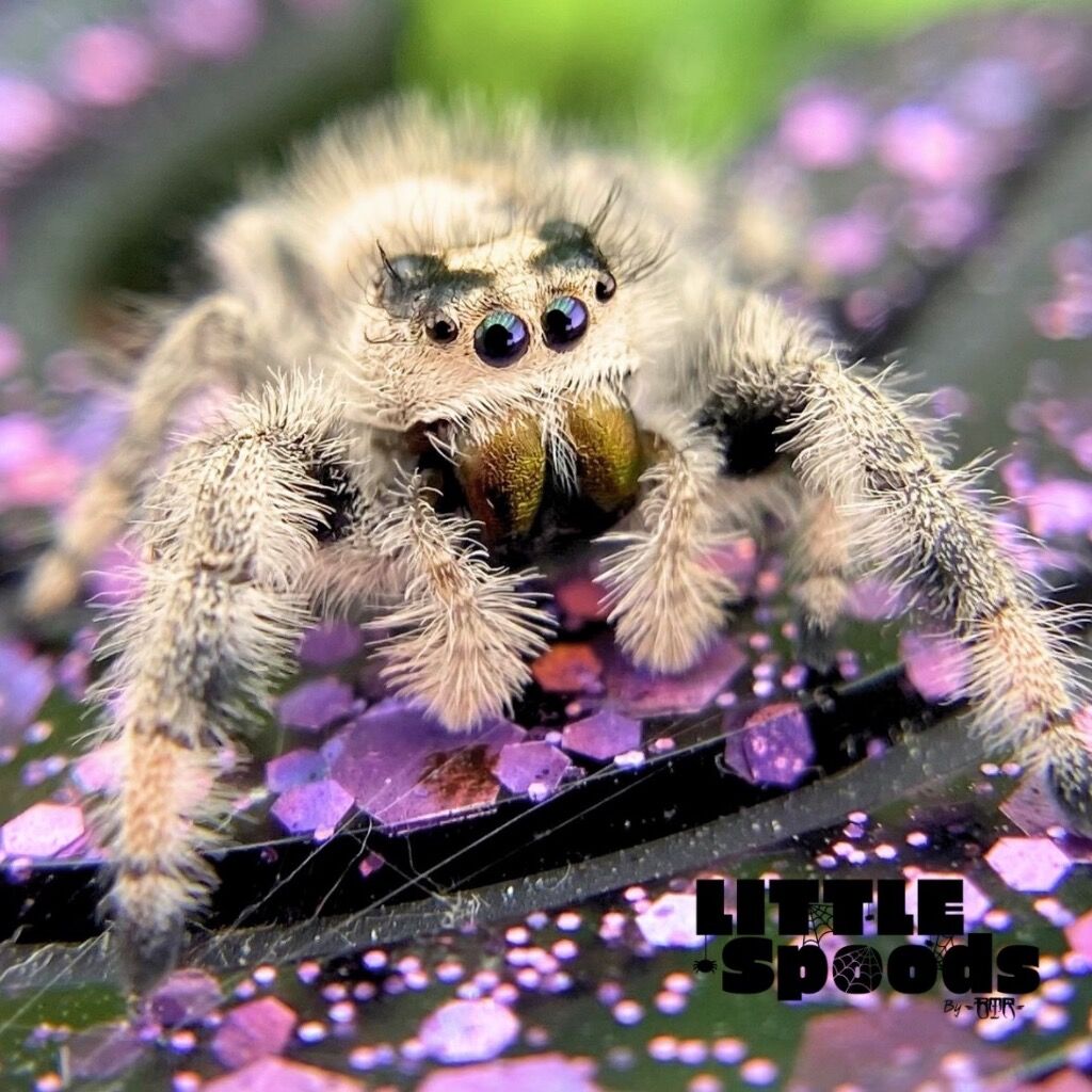 ✨ADOPTED✨ Subadult Apalachicola juvenile female