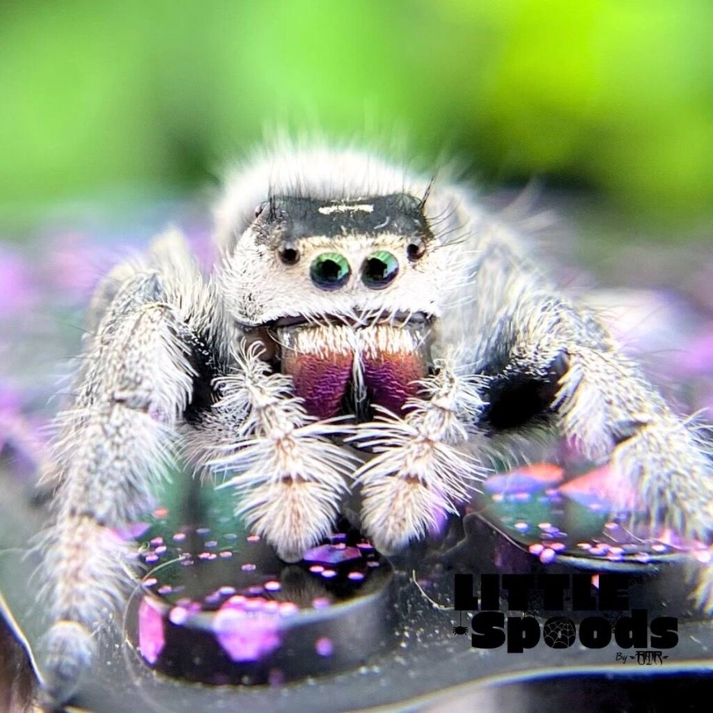 ✨ADOPTED✨ Mature White & Dark Female