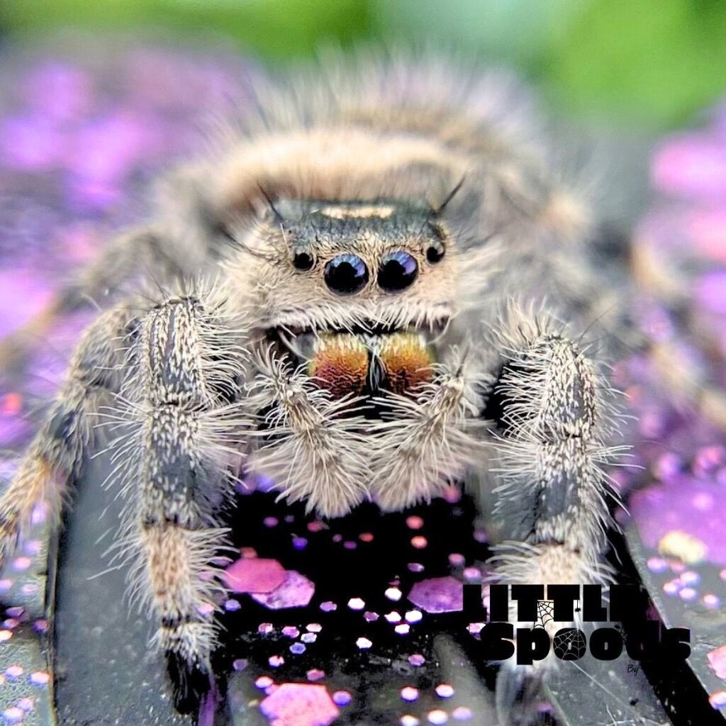 ✨ADOPTED✨ I8 Apalachicola juvenile female