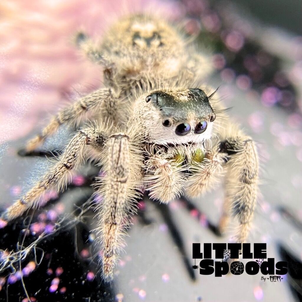 ✨ADOPTED✨ I8 FL Otiosus Female x White Regius Hybrid