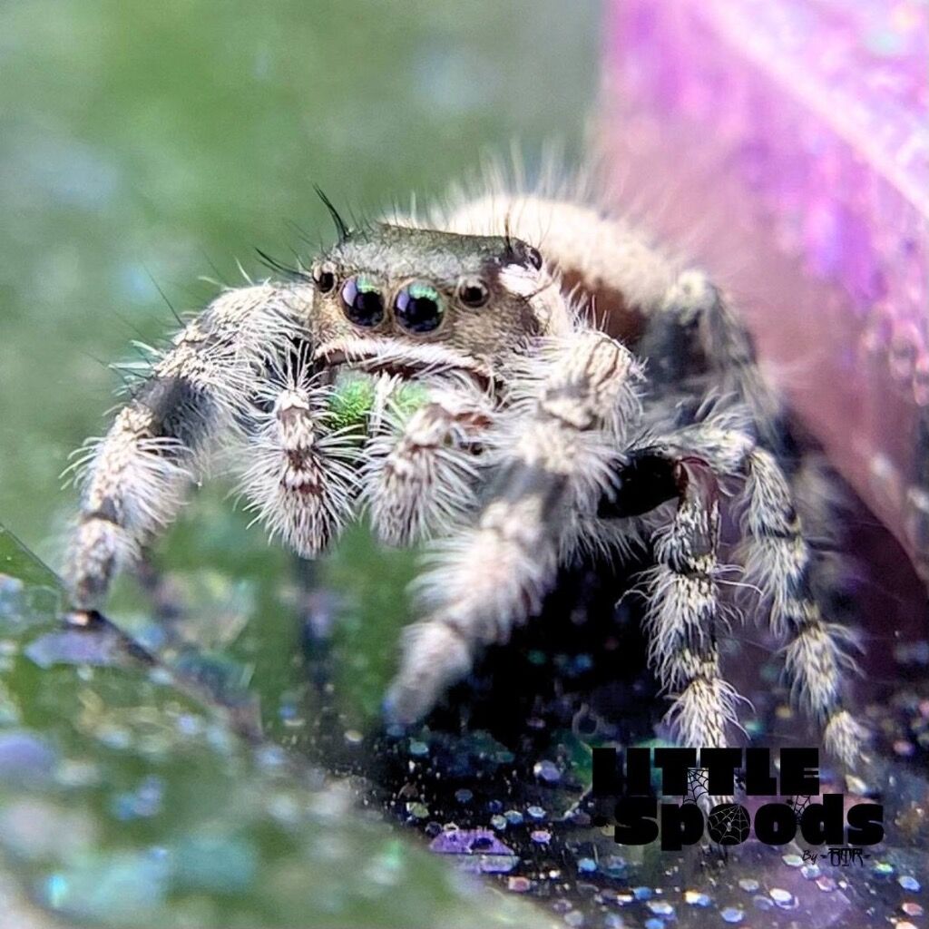 ✨ADOPTED✨ I7 FL Otiosus x Regius Hybrid juvenile Male