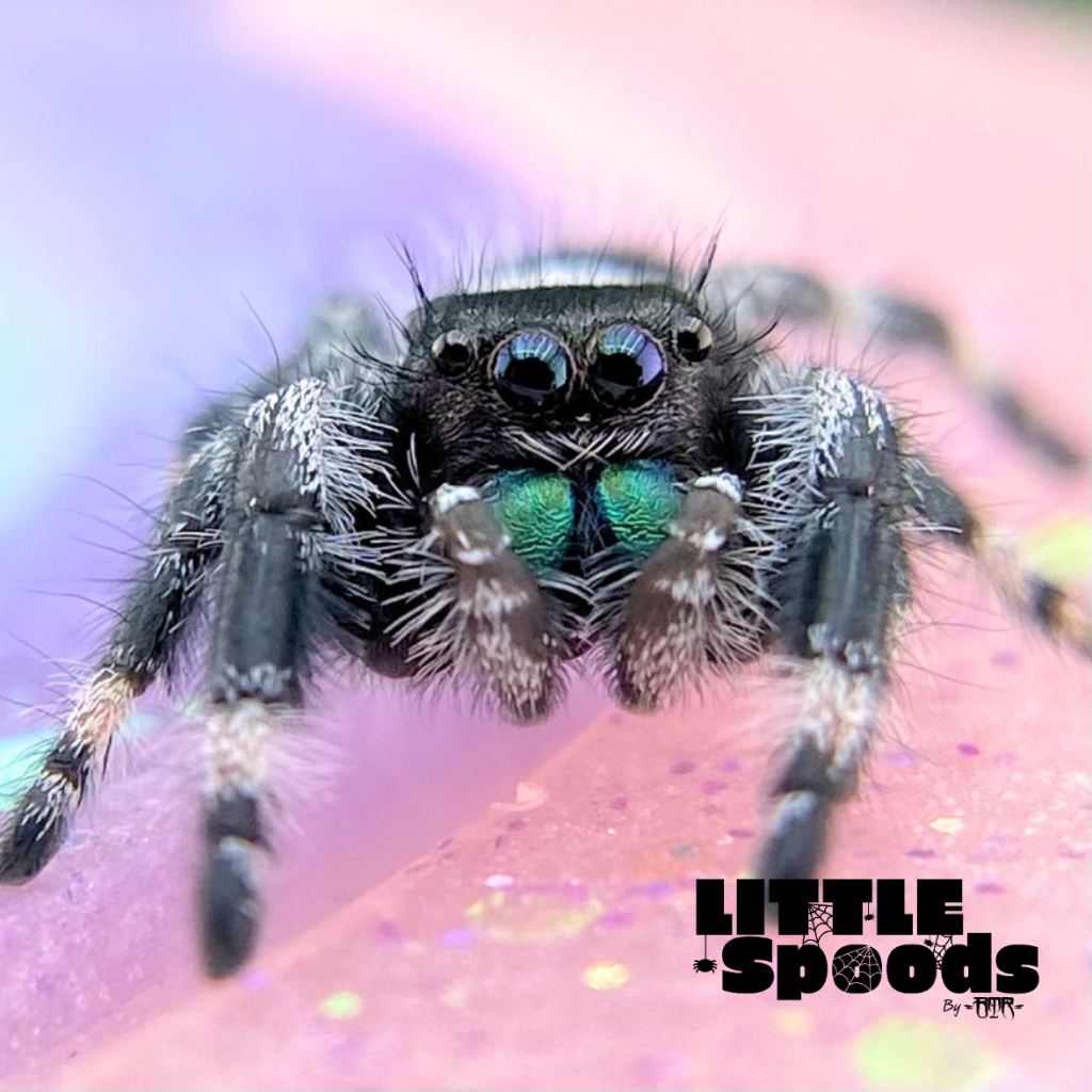 ✨ADOPTED✨ I7 White banded Apalachicola juvenile male