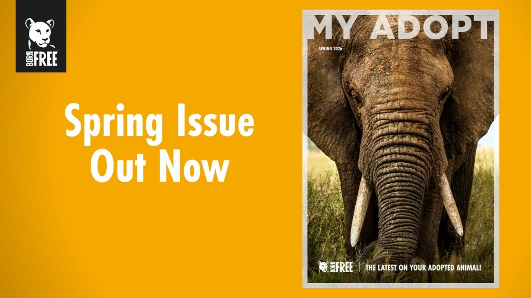 ADOPT Spring 2026 ISSUE