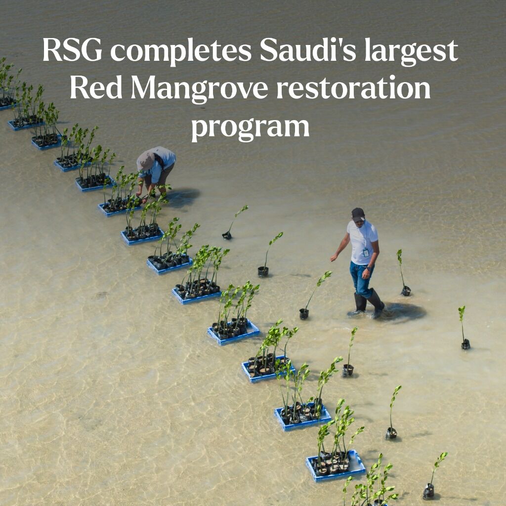 Red Sea Global completes Saudi Arabia&rsquo;s largest Red Mangrove restoration program