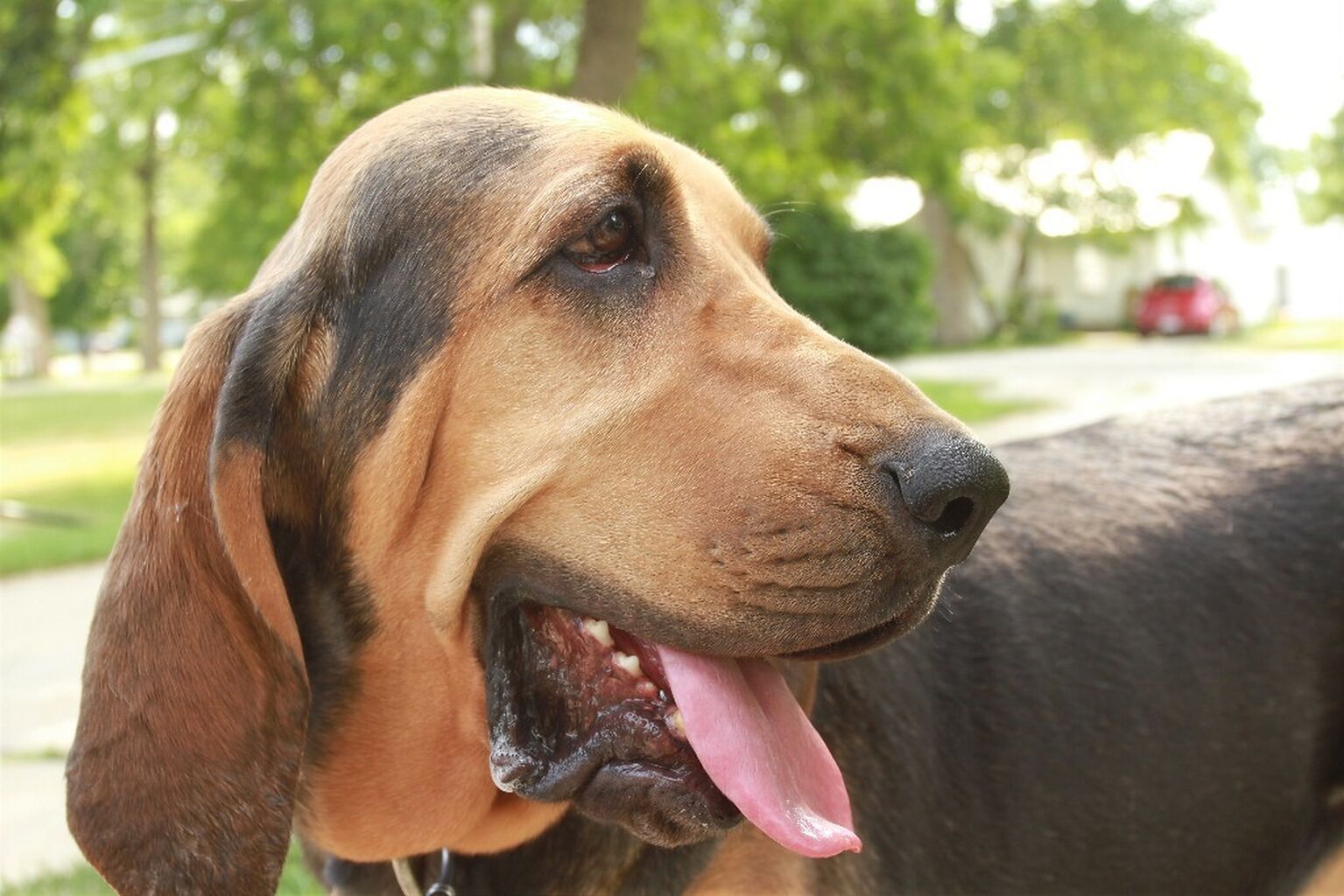 Maggie&rsquo;s Drool