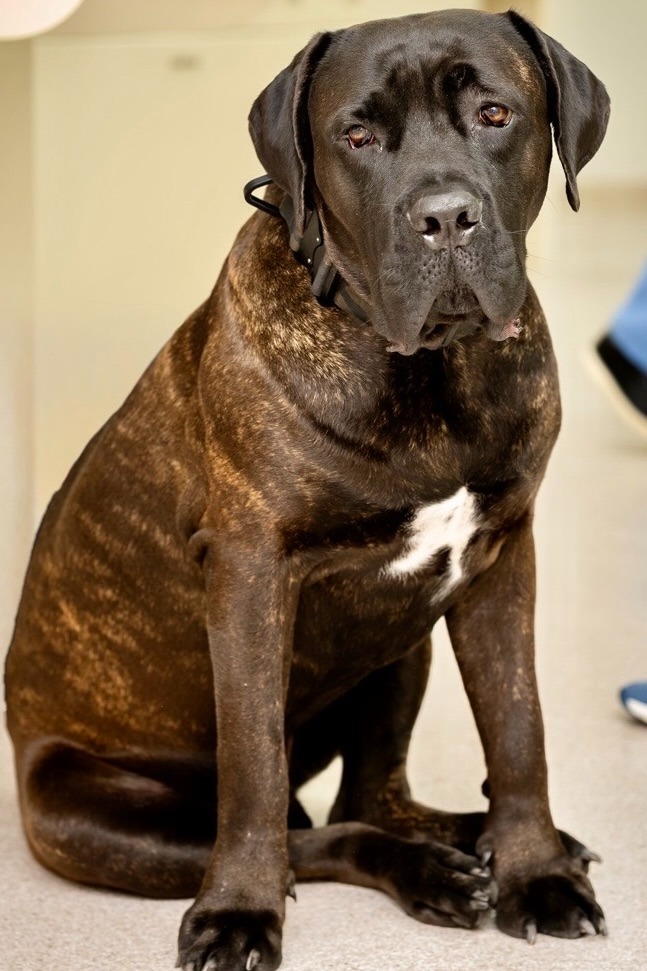 Making Animals Better - Maverick 