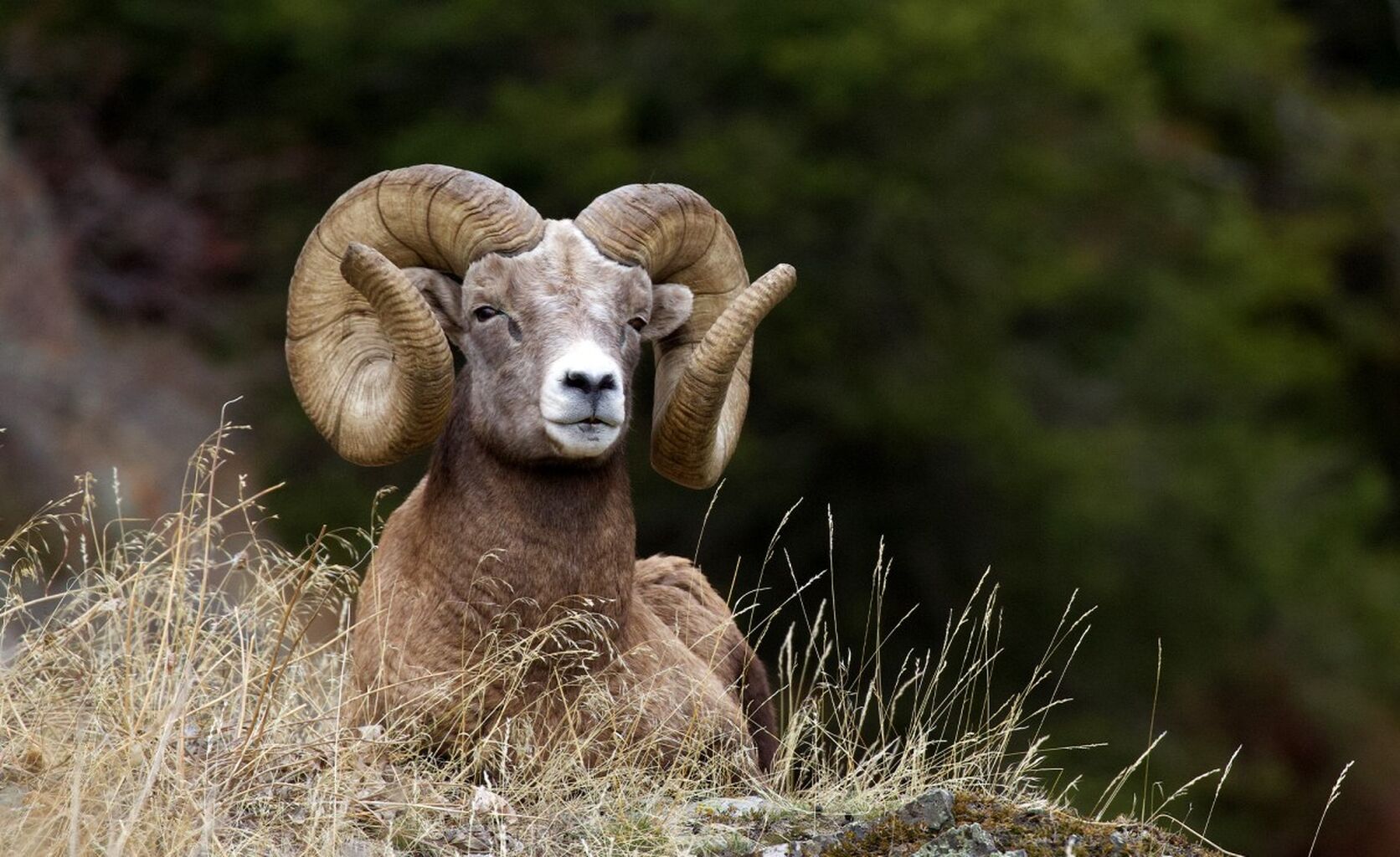 Oregon Has Found a New (and Clever) Way to Fund Wildlife Conservation