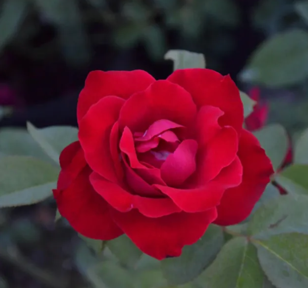 Fresno Gardening Green