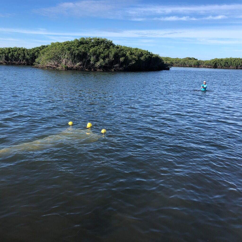 Incorporating hydrogen in stable isotope analyses improves the ability to track decomposition in marine macrophytes