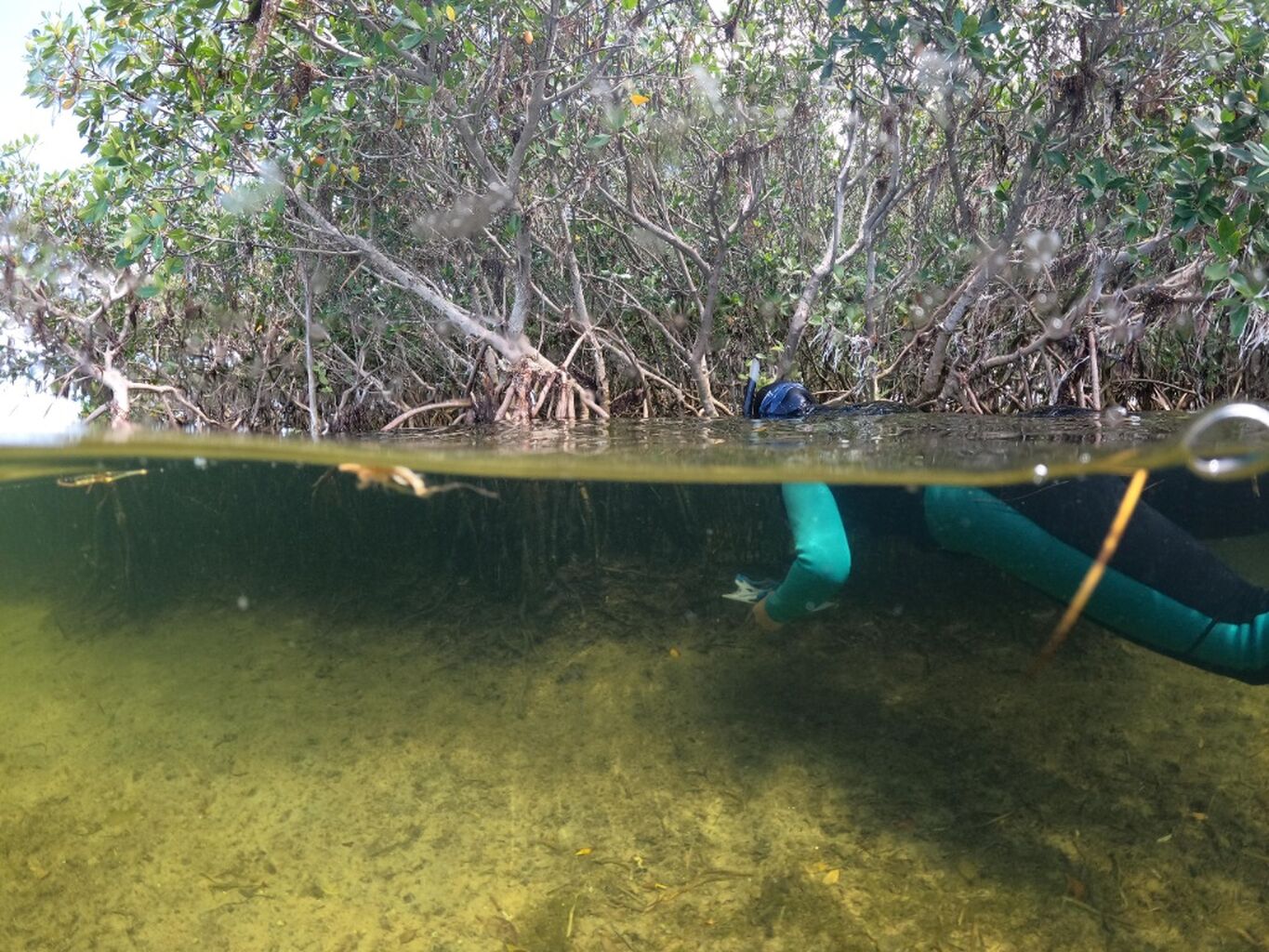 Spotlight on Affiliate Graduate Student Research at UF/IFAS NCBS