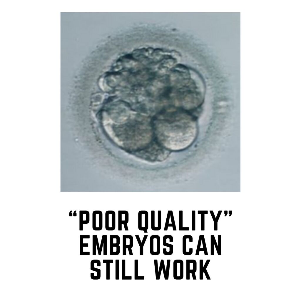 Grade C (poor quality) embryo success rates