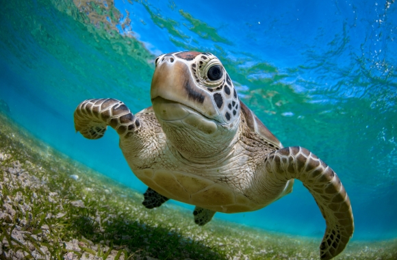 BLOG: Keeping Sea Life Alive &ndash; Plastic Out, Animals In! | Born Free USA
